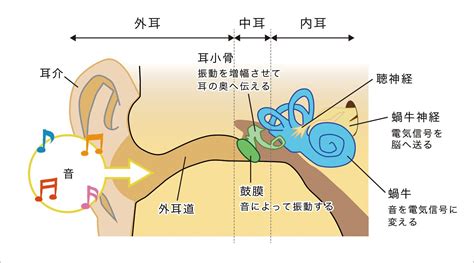 右耳 耳鳴|【左耳/右耳だけ】片耳の耳鳴りが続く理由とは？原因となる病。